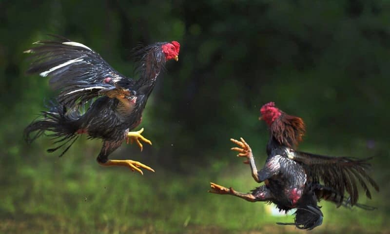 Các trận đá gà Thomo tại XOSO66 