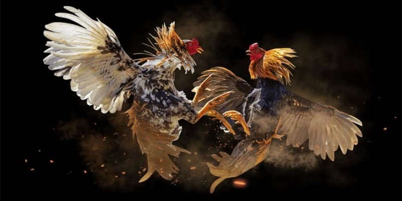 Nghiên cứu kỹ luật chơi và tỷ lệ kèo 